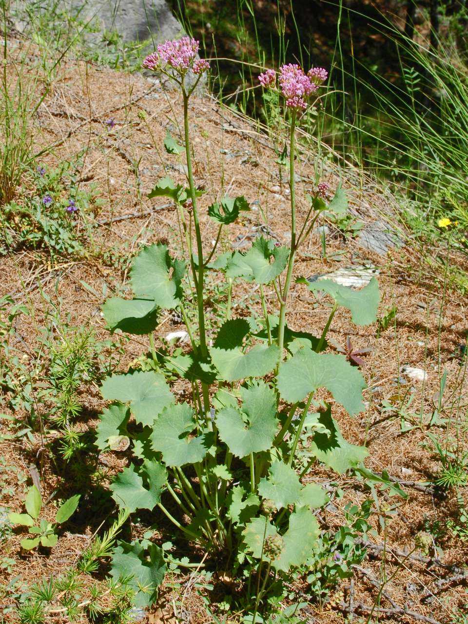 Adenostyles alpina (=Adenostyles glabra) / Cavolaccio verde